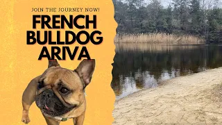 Rain or Shine: Ariva the French Bulldog's Walks in all Weather!
