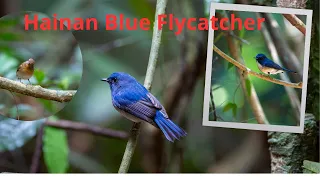 Hainan Blue Flycatcher