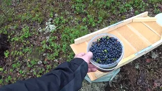 Сбор Черники! Очистка Ягоды с помощью доски и полотенца ,Приозерский район 27 июля 2022!!!