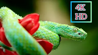 Snake in 4K Ultra HD || 4K 60fps HDR || 4K Video WW