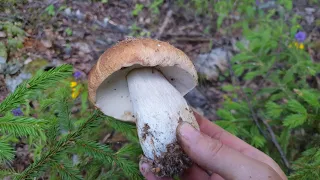 First I picked mushrooms, then they picked me...