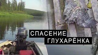 СПАСЕНИЕ ГЛУХАРЁНКА.