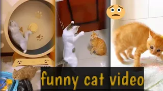 Funny Animal Videos 2022 😂 - Funniest Cats And Dogs Videos 😺😍 #1