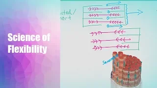 Science of Flexibility and Mobility | PART 1 | Sarcomeres & Sliding Filament Theory