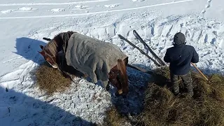 Возимо сіно, новоолександрійка Мая. Краса нашого краю