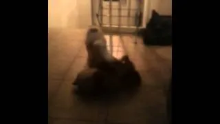Dog Wrestling