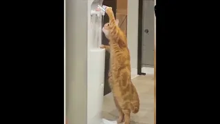кот пьёт воду