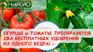 Я САМ В ВОСТОРГЕ! КАК ПРОСТО ПОДКОРМИТЬ ОГУРЦЫ и ТОМАТЫ ИЗ... ОДНОЙ БОЧКИ! ЗОЛЬНЫЙ и ПОДЗОЛЬНЫЙ Р-Р.