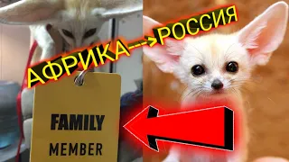 Лисица фенек! Краткая история её жизни у нас)))