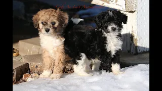 Cutie Aussiedoodle puppies