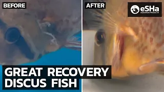 How We Treated This Sick Discus Fish