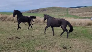 Majestic Man heading off to retirement with Monty Python & Tussock (white star) Oamaru 20.04.24