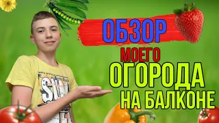 ОБЗОР МОЕГО ОГОРОДА НА БАЛКОНЕ! *скоро второй урожай!*