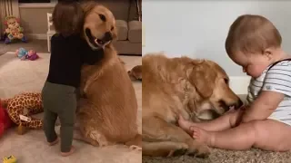 Golden Retriever And Kids Are Best Friends - Cute Dogs Love Babies Compilation !