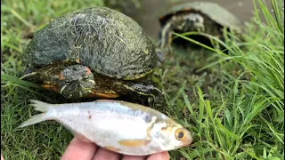 The Turtles are Pigs!