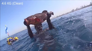 SpearFishing Israel 4.6 KG Grouper