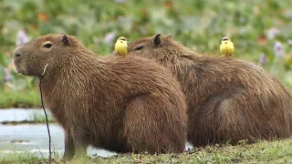 いつもカピバラに乗っている小鳥