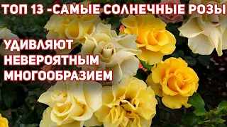 13 ЛУЧШИХ ЖЕЛТЫХ РОЗ, самые неприхотливые, обильноцветущие и здоровые.