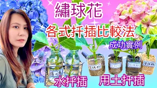 這方式100%生根❣️繡球花簡易用土扦插與水扦插的生根比較與結果！#Hydrangea#繡球花#アジサイ