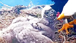 CATALINA ISLAND SOUTH CALIFORNIA.TWO EAGLES HARBORS OVERLOOK.23.05.03.ZOOM IN ON FEMALE FEEDS EAGLET