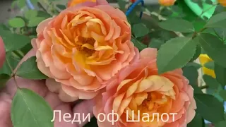 Гармоничное сочетание роз по цвету -1 часть. Розы в моем саду!