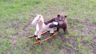 Teddy bear Mansour plays with a horse