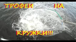 Трофейная рыбалка на кружки!!!