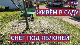 СНЕГ ПОД ЯБЛОНЕЙ В МАЕ . ГУЛЯЕМ С СОБАЧКОЙ  В СВОЁМ САДУ