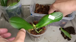 Посадка орхідей підлітків у розмірі 1,7 в закриту систему