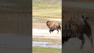 BISON With a Case of The ZOOMIES In Yellowstone National Park | That Friday Feeling #shorts