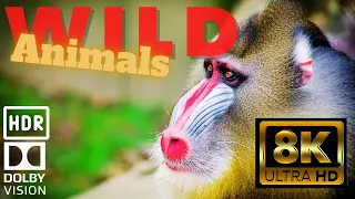 The Ultimate Wild Animals Collection in 8K ULTRA HD with MOST relaxing flute and nature sounds