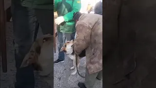 Dog meat trade