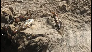 Camponotus nicobarensis: Eine typische Einstiegsart für exotische Ameisen