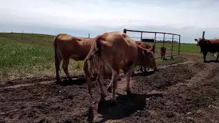 Calf Birth on Farm