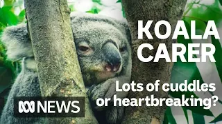 A day in the life of an Australian koala carer | ABC news