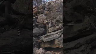 Hadzabe Hunter-gatherers hunting a white-tailed mongoose in Tanzania