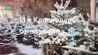 Южный снежок. Краснодар.