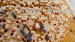 Пчёлы-трутовки