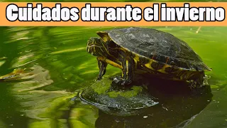 ▷ Cuidados de las Tortugas en Invierno ✓