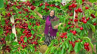 Fresh Cherry Harvest: Making Lots of Cherry Jam, Cake and Juice in the Village!