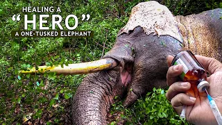 Healing a Hero: Inside the Operation to Save a One -Tusked Elephant