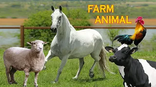 Animais da Fazenda - Nome e som dos Animais da Fazenda