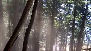 Rock rolling - Massive rock smashes every tree in its path