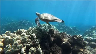 BEST SNORKELING IN THE WORLD | HAWAII | GOPRO HERO 8