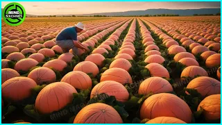 The Most Modern Agriculture Machines That Are At Another Level, How To Harvest Pumkins In Farm ▶9
