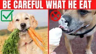 15 Foods You Should Never Give Your Dog