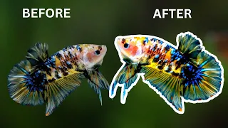 How to Improve Betta Fish Color (5 Tips)