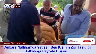 Ankara Nallıhan’da Yetişen Beş Kişinim Zor Taşıdığı Balkabağı Hayrete Düşürdü