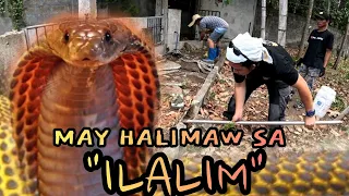 MALALAKING COBRA SA LUMANG PIGGERY #cobraking #cobraprince #tolcobra #cristurkz #subscribe