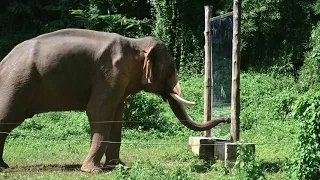 Mirror Self-Recognition in Asian Elephants!